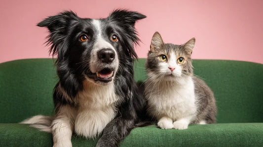 Good News for UK Renters with Pets from 1 May 2026: Landlords Can No Longer Simply Say No (With Application Process)