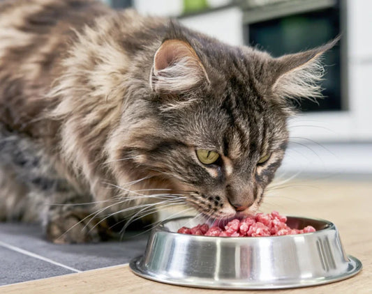 Summer 2026: Do cats eat less in summer? Is weight loss normal? One table to check