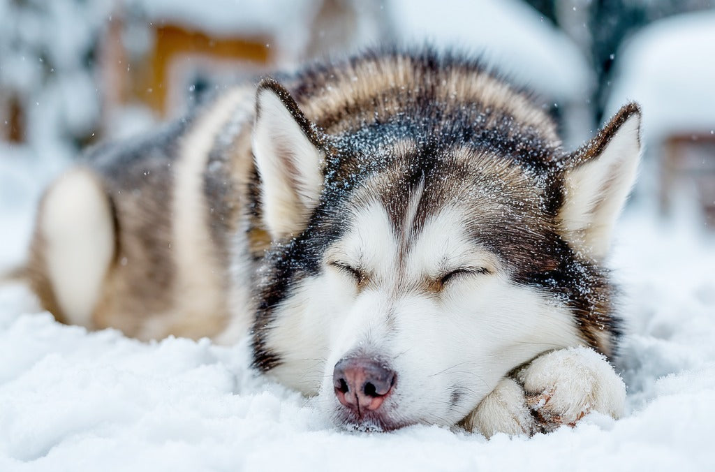 Alaskan Malamute behavior: 3 signs your dog is saying "Don't worry, I'm always here"