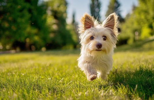 Kensington Gardens: A Quiet Gem Where My Dog and I Found Our Peaceful Spot