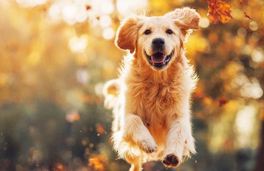 Taking Your Dog to Richmond Park? It's Not Just About Keeping Them on a Lead. These 3 Things Could Save You from Major Trouble.