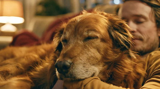 Summer dog shaving: 16.6x higher risk — UK vets warn: 6 breeds you should never shave (Golden Retriever owners especially)