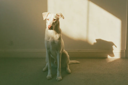 2026 Vet Warning: Do pet calming products actually work? Read this before you spend £100