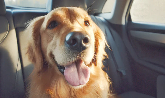 25°C Outside, You Left Your Dog in the Car for 10 Minutes – You Really Think He‘s Fine?