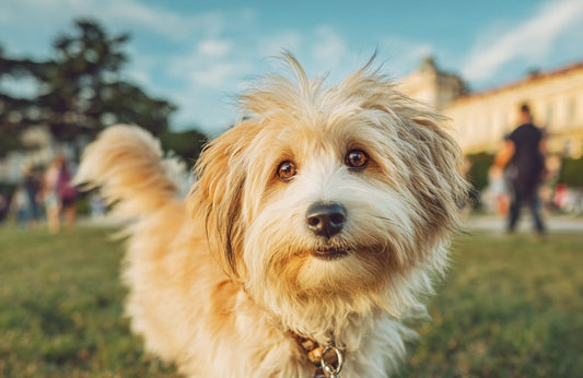 Pet-friendly parks in London you'll want to bookmark for 2026: No.1 Hyde Park