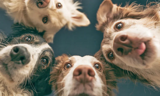 Summer BBQ 2026: 7 Foods You Should Never Feed Your Dog + 5 Safe Summer Treats to Try