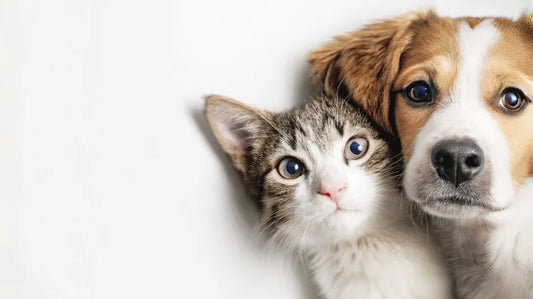 The £12bn Lie: How the Pet Industry Convinced You Your Dog Is Broken