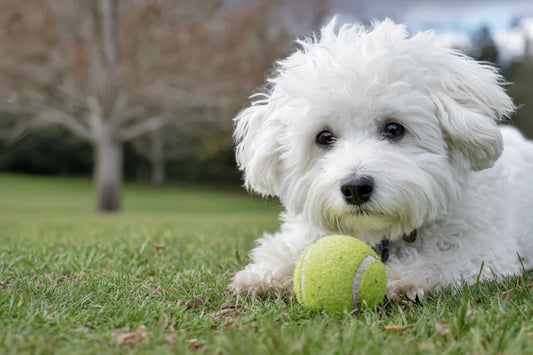 London Regent‘s Park Dog Walking Guide: Can You Really Let Your Dog Off-Lead? The Truth About Pet-Friendly Rules + 2026 Latest Opening Times