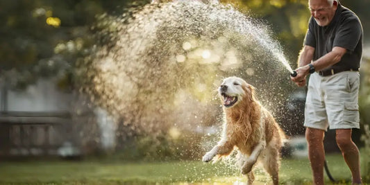 2026 UK Extreme Heat Alert: Summer Dog Walking – Avoid These 3 Time Slots