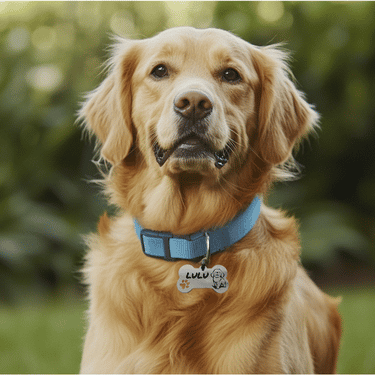 "Healthy & Happy" Personalized Engraved Stainless Steel Dog ID Tag