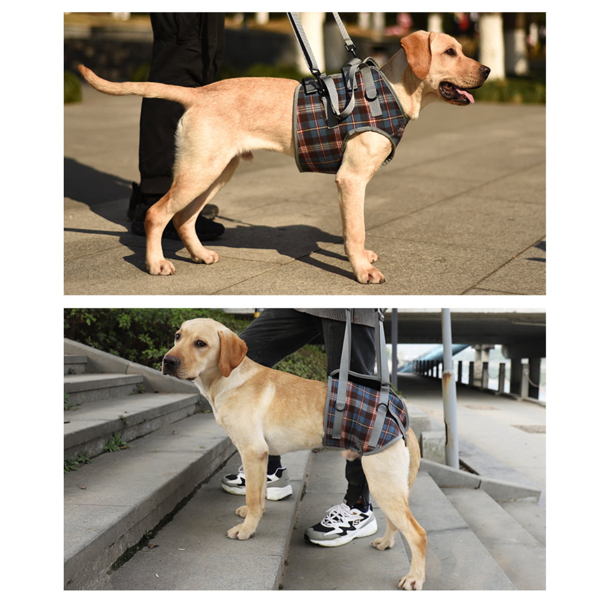 blue dog harness for lifting 